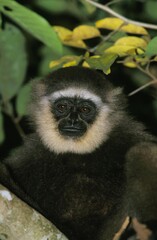 Muller's Gibbon, hylobates muelleri, Portrait of Adult, Borneo