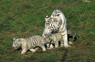 Plakat White Tiger, panthera tigris, Female with Cub standing on Grass