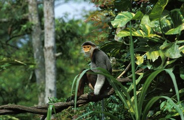Red Shanked Douc Monkey, pygathrix nemaeus nemaeus, Adult sitting on Branch