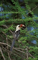 Obraz premium Von Der Decken's Hornbill, tockus deckeni, Adult standing in Acacia Tree, Kenya