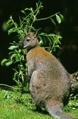 Bennett's Wallaby, macropus rufogriseus, Adult standing on Grass