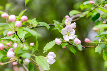 cherry tree blossom