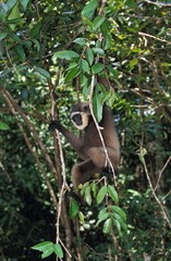 Muller's Gibbon, hylobates muelleri, Adult hanging from Branch, Borneo