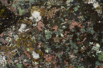 Fototapeta na wymiar Textures of rock with mosses and lichens. Arctic flora.