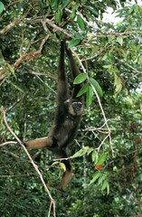 Muller's Gibbon, hylobates muelleri, Adult hanging from Branch, Borneo