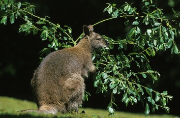Bennett's Wallaby, macropus rufogriseus, Adult eating Leaves