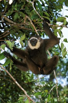 Muller's Gibbon, hylobates muelleri, Adult hanging from Branch, Borneo