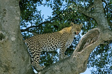 Leopard, panthera pardus, Adult standing on Branch, Masai Mara Park in Kenya