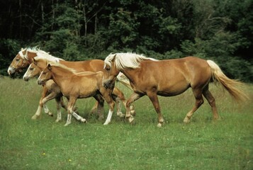 Haflinger Pony, Mares and Foals, Herd Trotting through Meadow