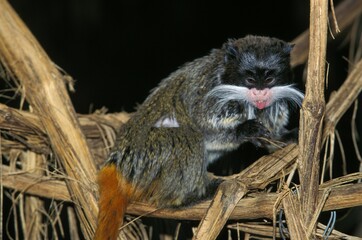 Emperor Tamarin, saguinus imperator, Adult standing on Branch