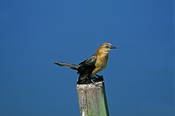 Boat Tailed Grakle, quiscalus major, Female standing on Post, Florida