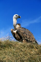 Eurasian Griffon Vulture, gyps fulvus, Adult against Blue Sky