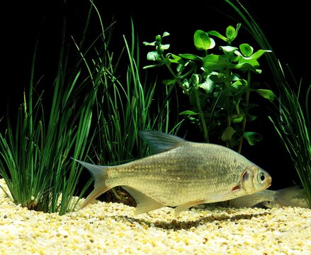 Silver Bream, blicca bjoerkna, Adult