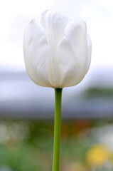 white tulip on natural background