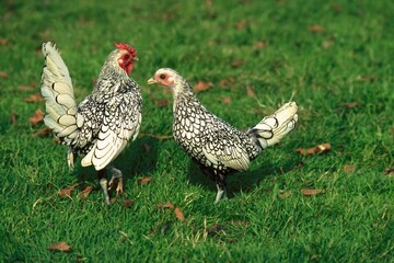 Silver Sebright, Domestic Chicken, Hen and Cockerel standing on Grass