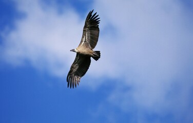 African White Backed Vulture, gyps africanus, Adult in Flight, Masai Mara Park in Kenya