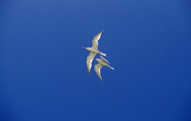 Arctic Tern, sterna paradisaea, Adults in Flight against Blue Sky, Australia