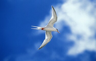 Arctic Tern, sterna paradisaea, Adult in Flight against Blue Sky, Australia