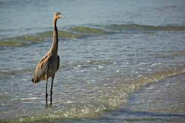Reddish Egret on beach