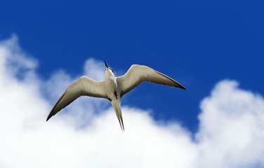 Sooty Tern, sterna fuscata, Adult in Flight, Australia