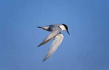 Damara Tern, sterna balaenarum, Adult in Flight against Blue Sky, Namibia