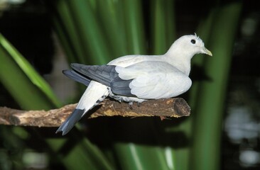 Pied Imperial Pigeon, ducula bicolor, Adult standing on Branch, Australia