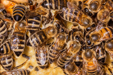 Bees on a honeycomb. Bees in the hive