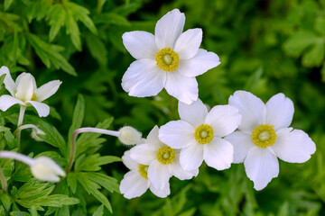 white anemone flowers in forest