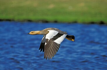 Obraz premium Kelp Goose, chloephaga hybrida, Female in Flight, South America