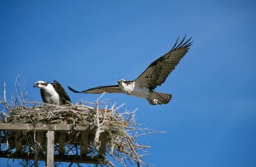 Osprey, pandion haliaetus, Adult in Flight, Landing on Nest, Mexico