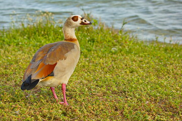 Egyptian goose looking at me