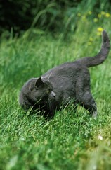 Blue Domestic Cat, Adult standing on Grass