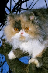 Particolor Persian Domestic Cat, Adult perched in Tree