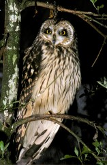 Short Eared Owl, asio flammeus, Adult standing on Branch