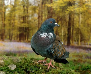 Cauchois Domestic Pigeon, Adult standing on Moss