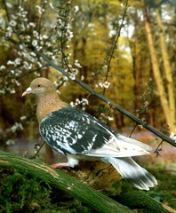 Nuremberg Domestic Pigeon, Adult standing on Branch