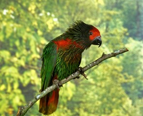 Red Fronted Lorikeet, charmosyna rubronotata, Adult standing on Branch