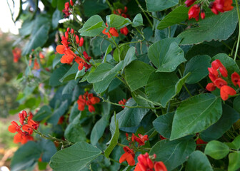  runner bean in flower