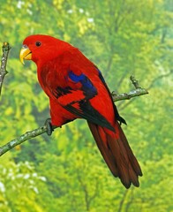 Red Lory, eos bornea, Adult standing on Branch