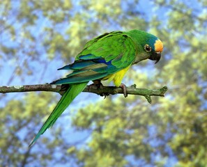 Peach Fronted Parakeet, aratinga aurea, Adult standing on Branch