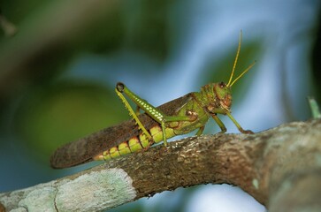 Fototapeta premium Grasshoper, Adult standing on Branch, Pantanal in Brazil