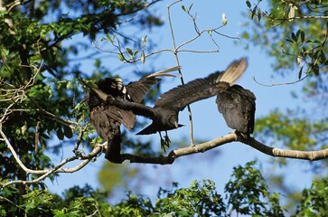 Black Vulture, coragyps atratus, Adults standing on Branch, Los Lianos in Venezuela