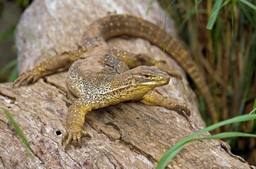 Gould Monitor, varanus gouldi, Adult standing on Branch, Australia