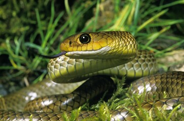 Indo Chinese Rat Snake, ptyas korros, Adult with Tongue out