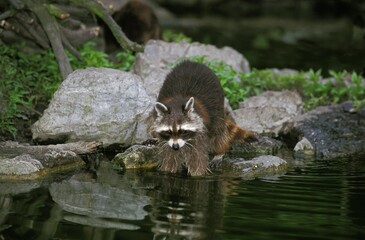 Raccoon, procyon lotor, Adult entering Water