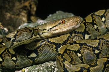 Reticulated Python, python reticulatus, Adult