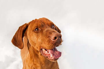 dog breed vyzhla close-up. a dog with its tongue out.Satisfied, she looks at the camera.Portrait of a dog top view. Executes the sit in the snow command