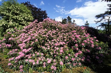 Blooming Rhododendrons, Normandy