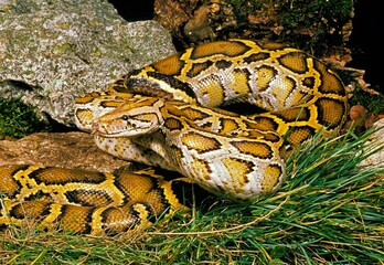 Indian Python, python molurus, Adult