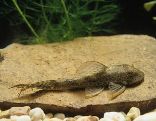 Common Pleco, hypostomus punctatus, Aquarium Fish